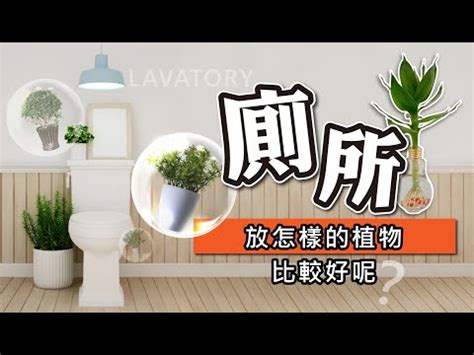 廁所擺放植物|廁所放什麼植物好？4種耐陰且好照顧的植物推薦 